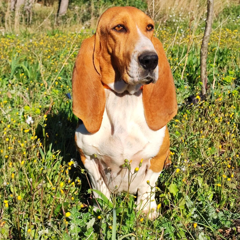 Les Basset Artesien Normand de l'affixe Du Clos De Brignagues