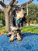  - Disponible à l adoption jeune mâle basset bleu 