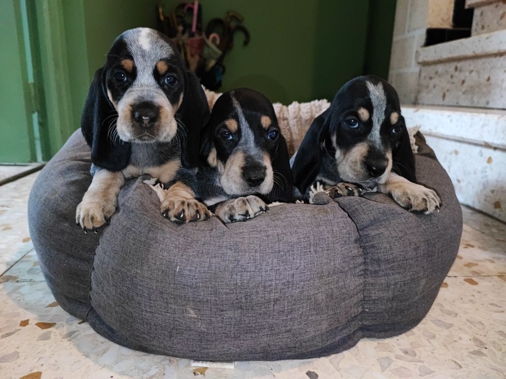 Du Clos De Brignagues - Chiot disponible  - Basset bleu de Gascogne