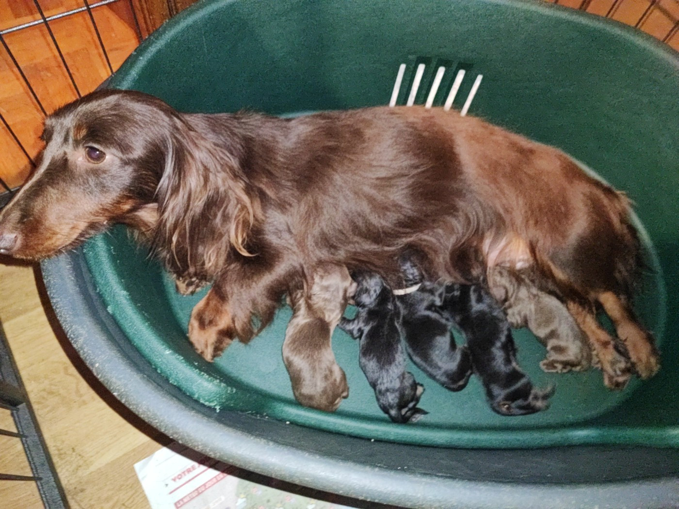 Naissance Chiots téckel nains Poil long