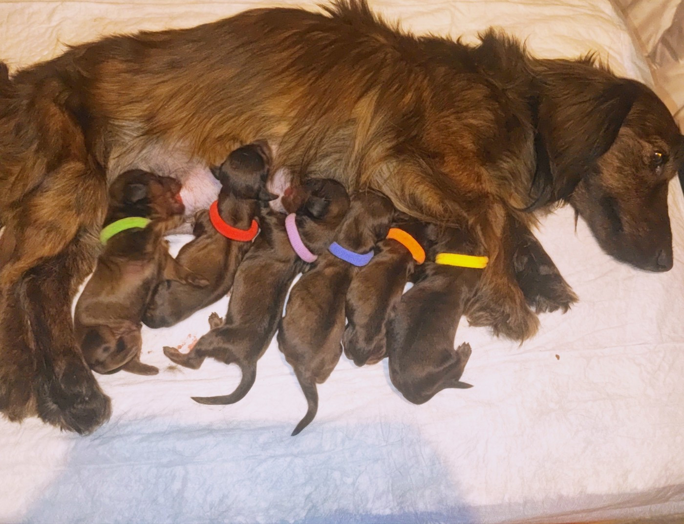 Naissance Chiots téckel nains Poil long fauve