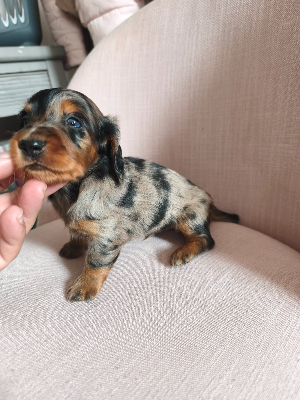 A réserver chiots mâles téckels nains Poil long lof