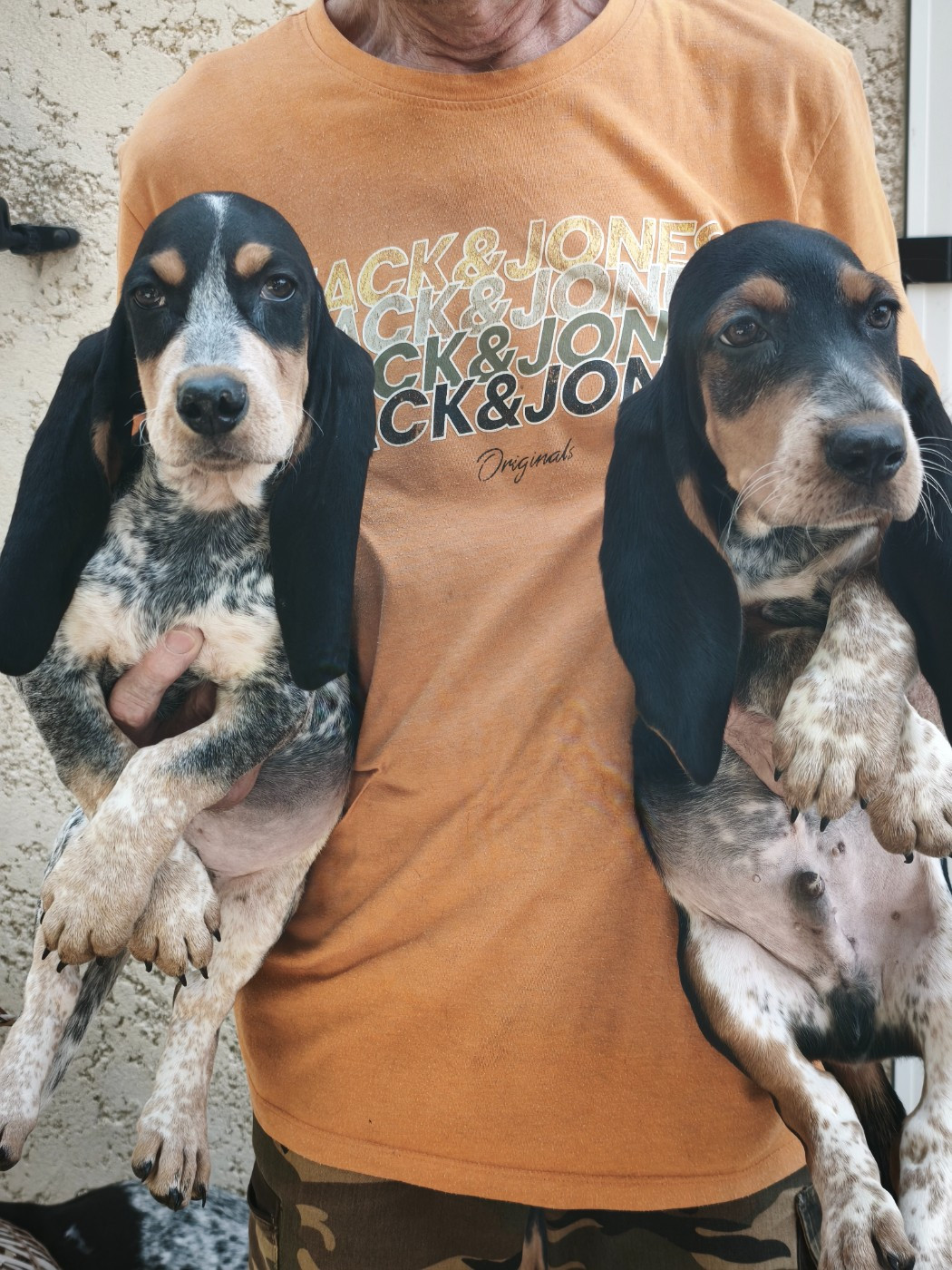 Disponible 2 mâles Basset bleu lof