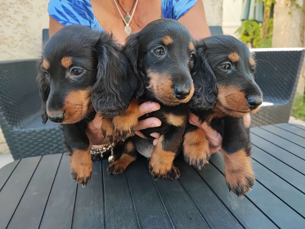 Chiots teckel nain poil long lof