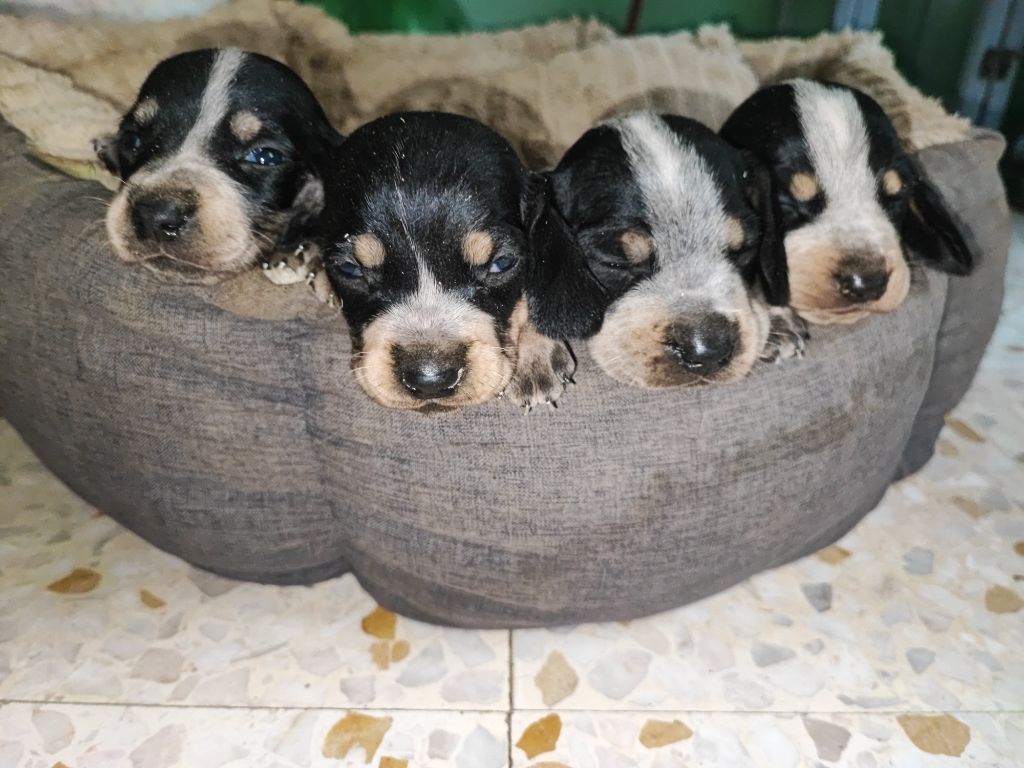 Chiots basset bleu lof 