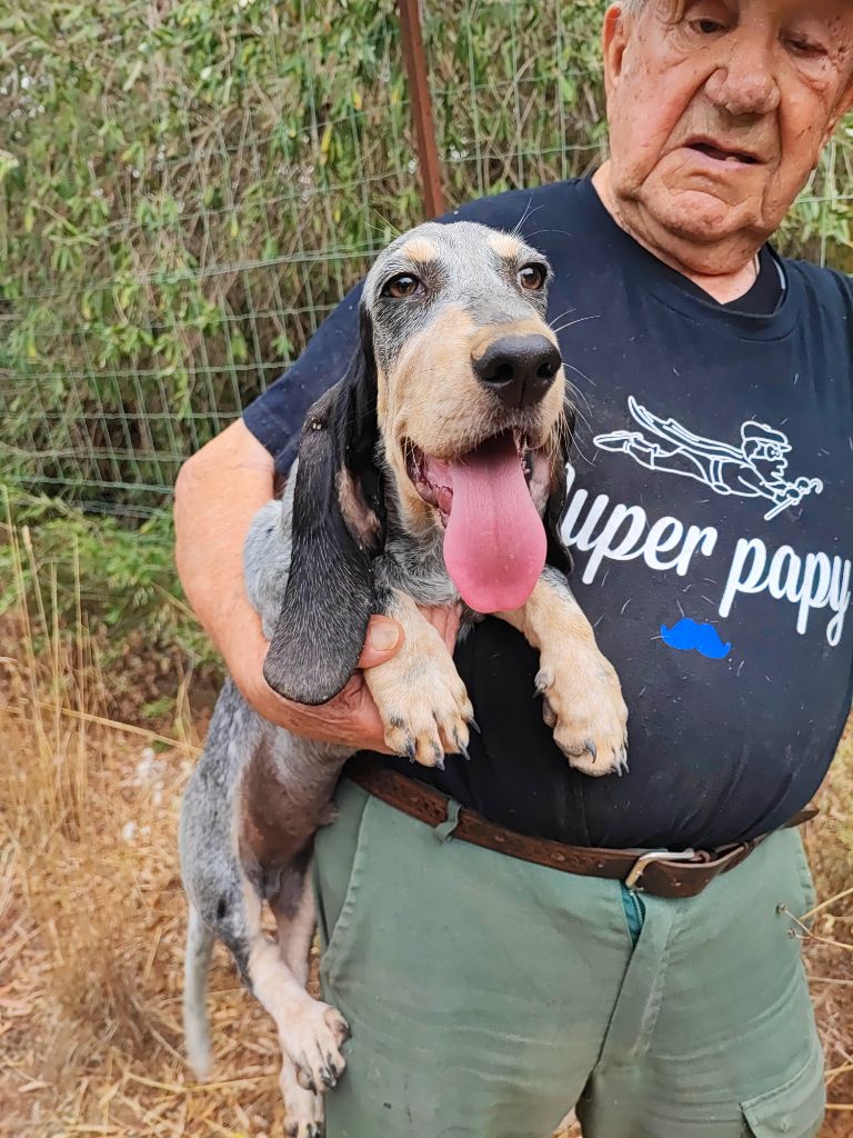 Jeune mâle basset bleu lof