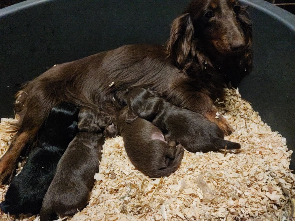 A réserver chiot mâle téckel nain poil long 