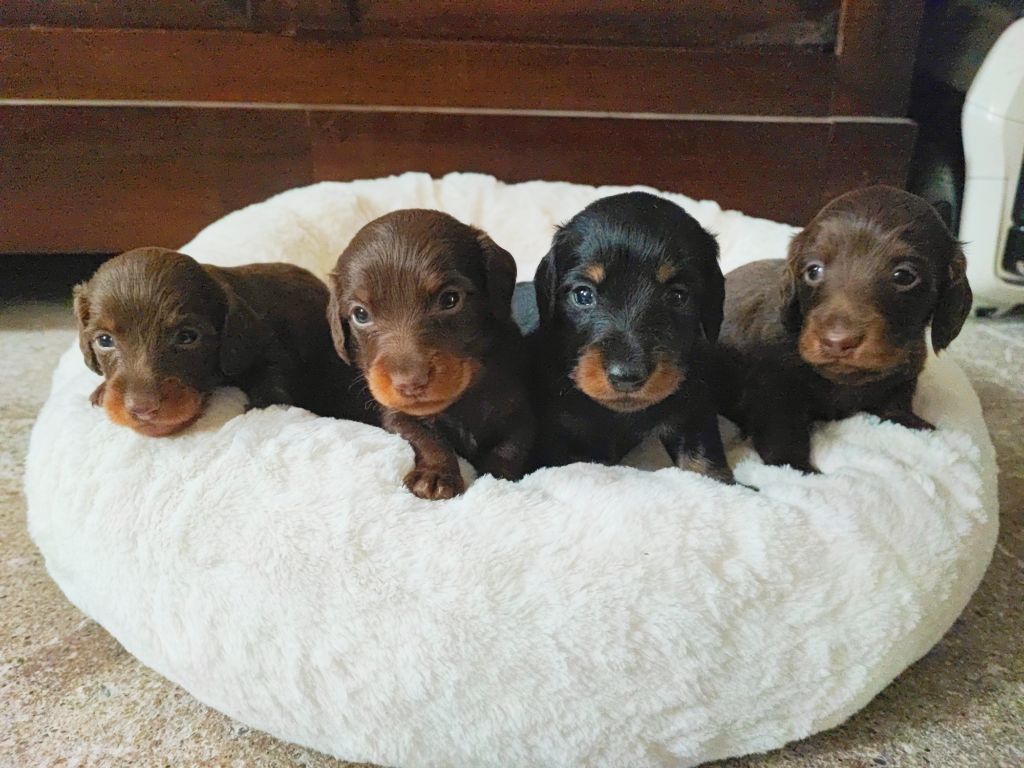 A réserver chiot mâle téckel nain poil long 
