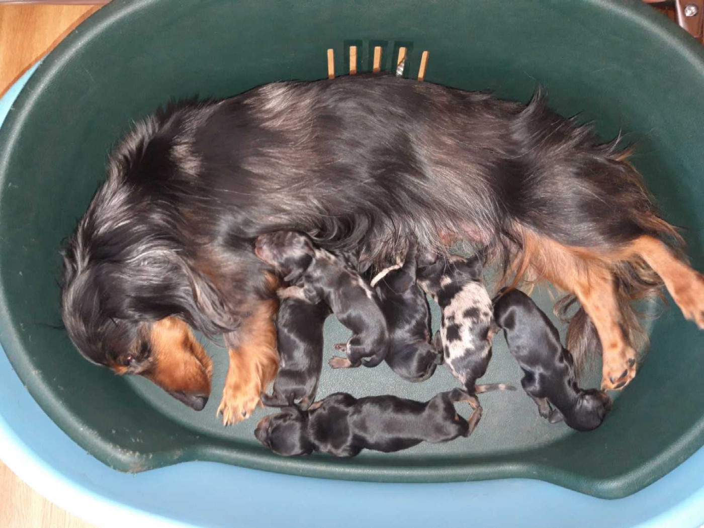 Chiot Teckel poil long Du Clos De Brignagues