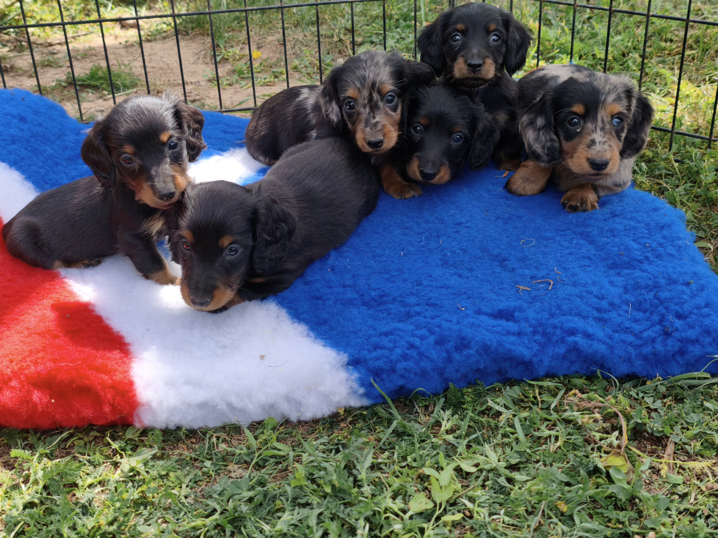 Chiot Teckel poil long Du Clos De Brignagues