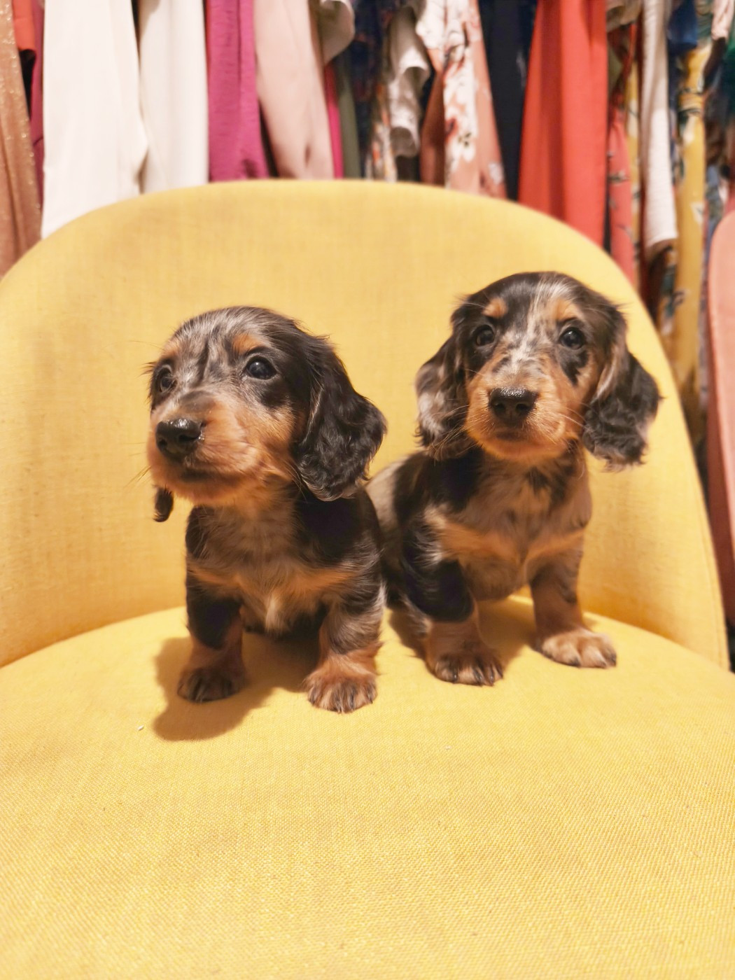 Du Clos De Brignagues - Chiots disponibles - Teckel poil long