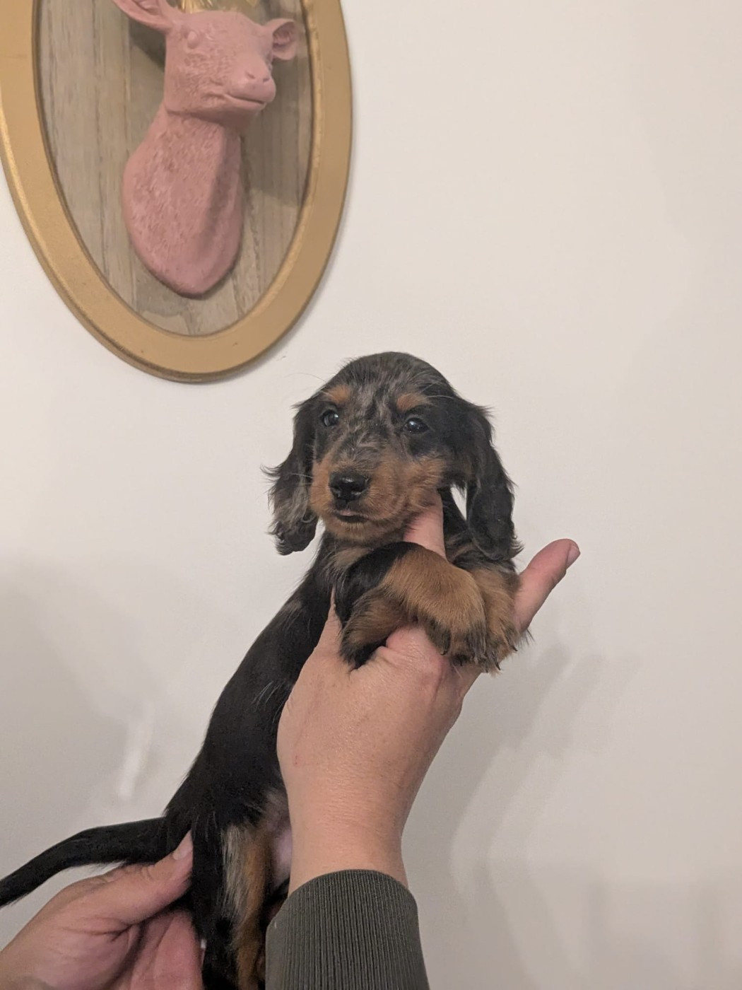 Du Clos De Brignagues - Chiots disponibles - Teckel poil long