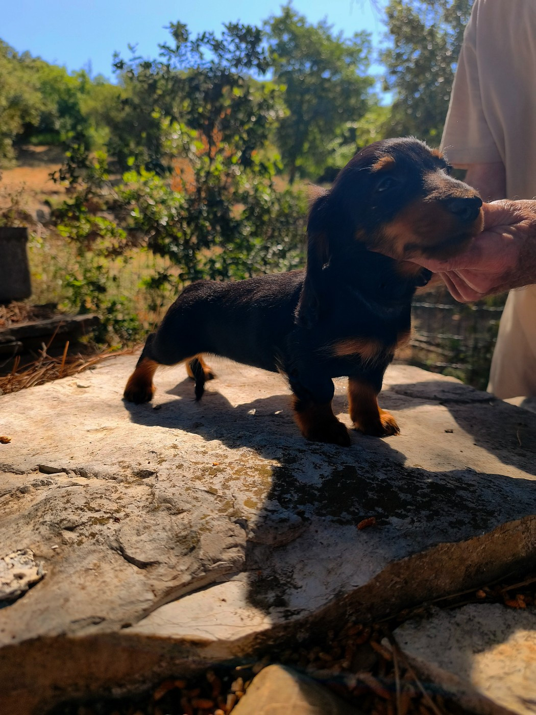Du Clos De Brignagues - Chiots disponibles - Teckel poil long