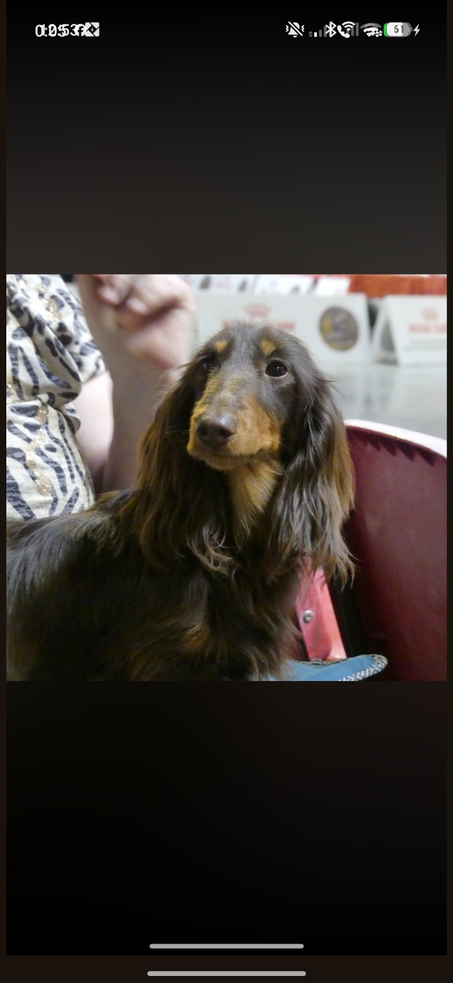 Du Clos De Brignagues - Chiots disponibles - Teckel poil long