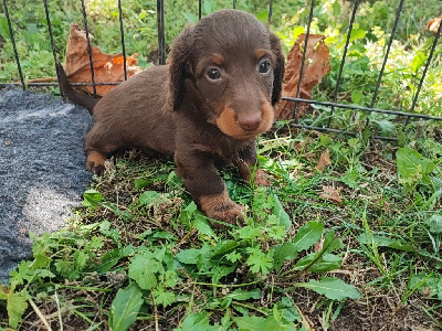 CHIOT 3