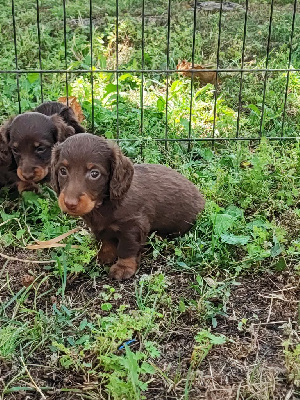 CHIOT 2
