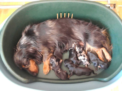 Chiot N°2