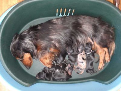 Chiot N°3