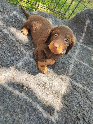 CHIOT 1
