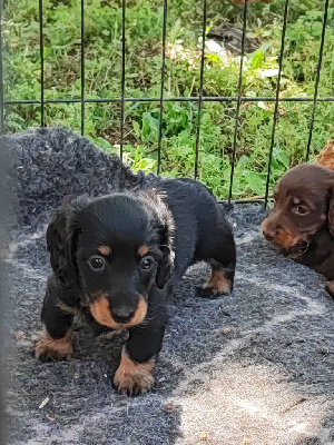 CHIOT 4