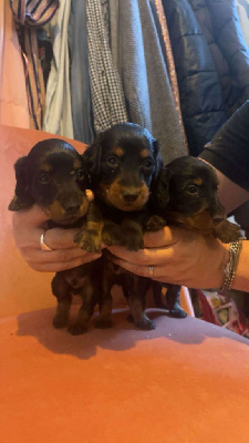 CHIOT 4