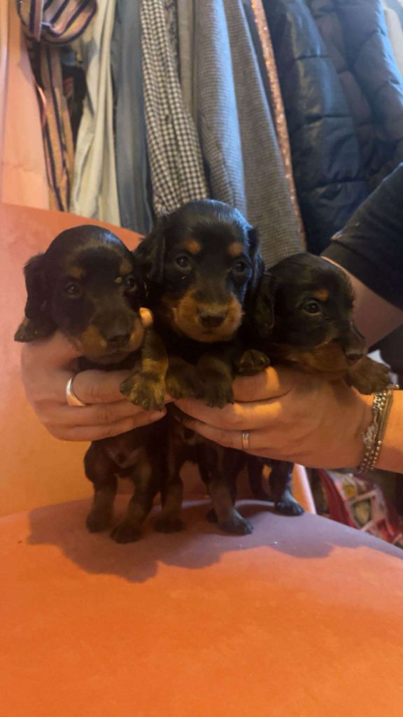 Du Clos De Brignagues - Chiots disponibles - Teckel poil long