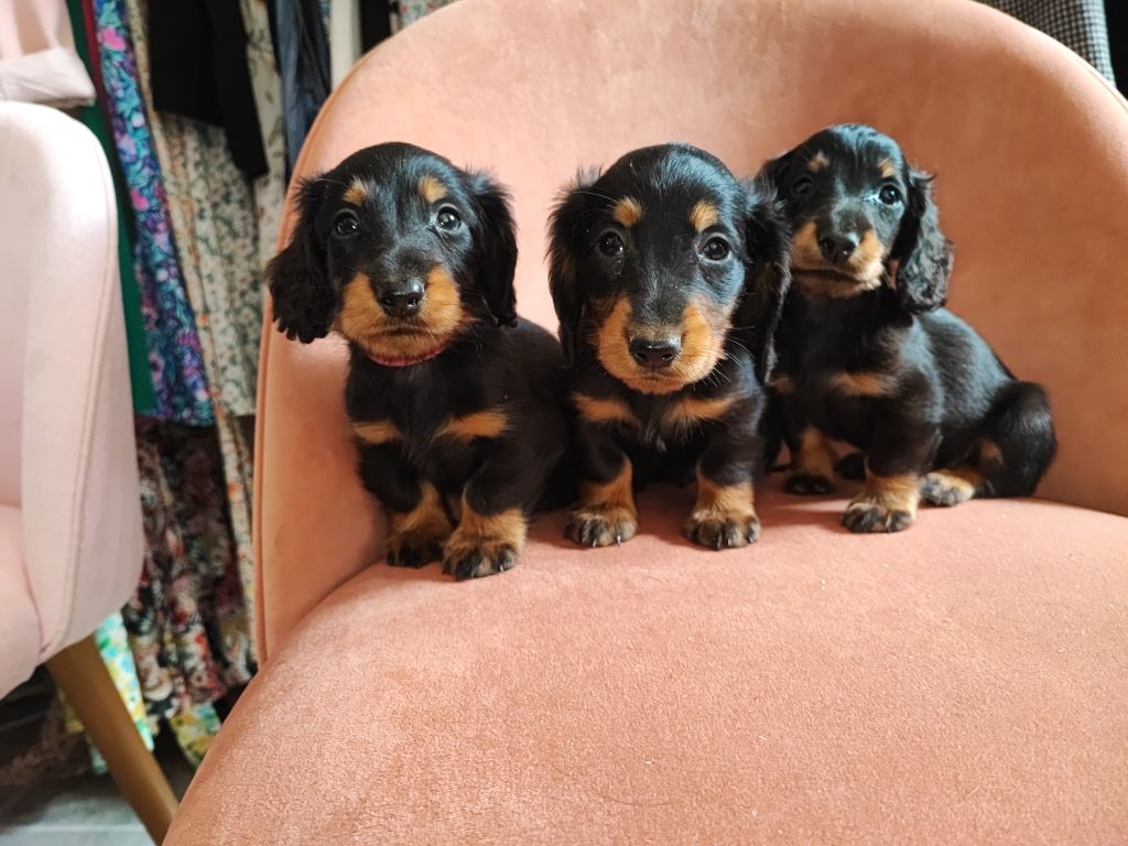 CHIOT 4